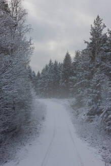 Schnee auf der Straße durch den Wald - FOLF12191