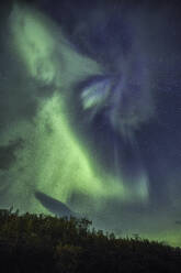 Grüne Aurora borealis über dem Wald - FOLF12277