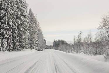 Reifenspuren im Schnee auf einer Straße durch den Wald - FOLF12286