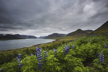 Blumen am See und Berge unter Wolken - FOLF12305