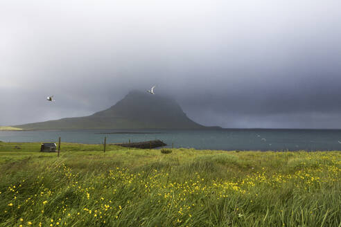 Der Berg Kirkjufell bei Nebel in Island - FOLF12307