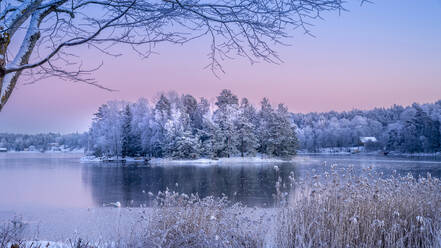 Snowy forest by river during sunset - FOLF12326