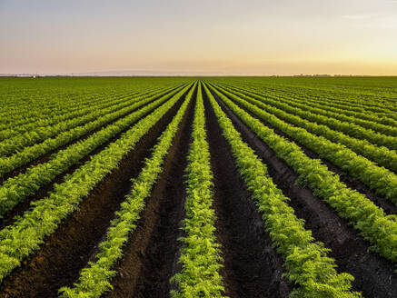 Fresh green plants in rows at carrot field - NOF00768