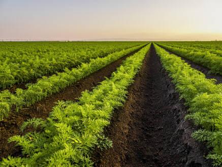 Green carrot field at sunset - NOF00769