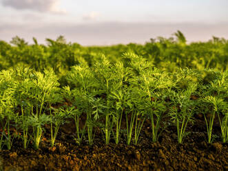 Karottenpflanzen auf dem Boden eines Biobetriebs - NOF00771