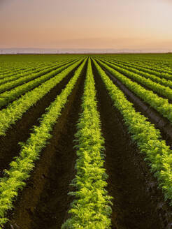 Carrot plants in rows at sunset - NOF00773