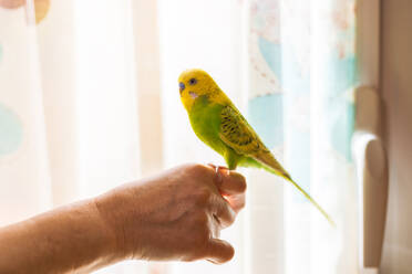 Crop anonymous person with hand supporting small greenish yellow Budgerigar in sunlit room at home over bright curtain background - ADSF44162