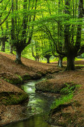 Schmaler Fluss, der zwischen grünen Bäumen fließt, die von herabgefallenen Blättern im Wald bedeckt sind, während des Tages - ADSF44193