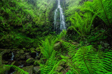 Schmaler Wasserfall, der von einer felsigen Klippe zwischen grünen tropischen Bäumen in einem Wald herabstürzt - ADSF44198