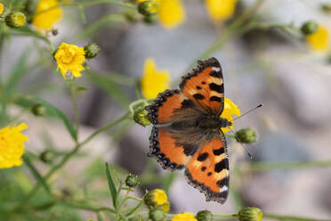 Colorful butterfly with orange black wings sitting on yellow dandelion fireweed flower over blurred background in nature - ADSF44213