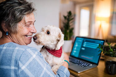 Fröhliche ältere Frau mit Hund und Laptop bei der Arbeit im Heimbüro. - HPIF15537
