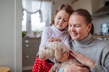 Happy small girl with senior grandmother playing with dog indoors at home. - HPIF15548