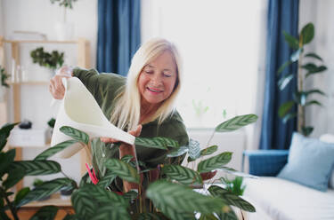 Side view of attractive senior woman watering plants indoors at home. - HPIF16300