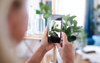 Unbekannte Frau mit Smartphone in einem Haus, die eine grüne Topfpflanze fotografiert. - HPIF16303