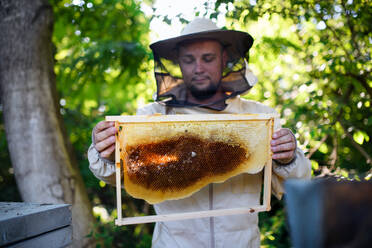 Man beekeeper holding honeycomb frame in apiary, working. - HPIF16645