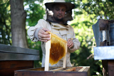 Man beekeeper holding honeycomb frame in apiary, working. - HPIF16646