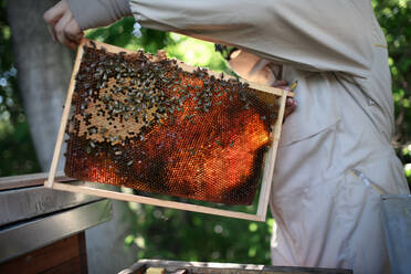 Unbekannter Imker, der einen Wabenrahmen voller Bienen in einem Bienenhaus hält, bei der Arbeit, - HPIF16650