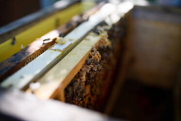 Draufsicht auf Bienen auf Wabenrahmen mit Bienen im Bienenstock. - HPIF16651