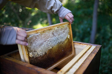 Unrecognizable man beekeeper holding honeycomb frame in apiary, working. - HPIF16659