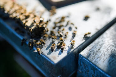 Nahaufnahme eines hölzernen Bienenstocks und Bienen, Kopierraum. - HPIF16660