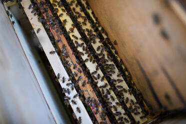 Top view of honeycomb frames with bees in the hive. - HPIF16661