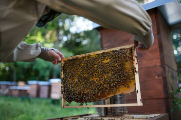 Unbekannter Imker, der einen Wabenrahmen voller Bienen in einem Bienenhaus hält, bei der Arbeit, - HPIF16664