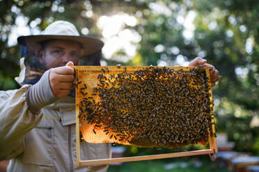 Portrait of man beekeeper holding honeycomb frame full of bees in apiary, working, - HPIF16665