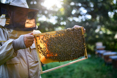 Portrait of man beekeeper holding honeycomb frame full of bees in apiary, working, - HPIF16666