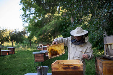 Portrait of man beekeeper holding honeycomb frame full of bees in apiary, working, - HPIF16670