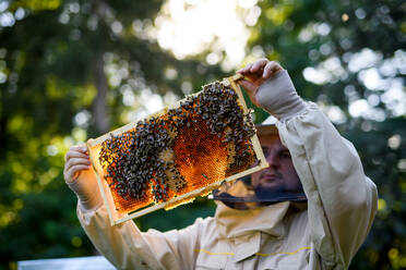 Porträt eines Imkers, der einen Wabenrahmen voller Bienen in einem Bienenhaus hält, bei der Arbeit, - HPIF16671