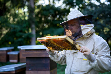 Portrait of man beekeeper holding honeycomb frame full of bees in apiary, working, - HPIF16673