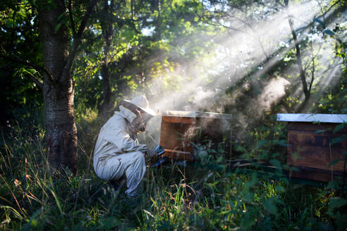 Porträt eines Imkers bei der Arbeit in einem Bienenstock, der einen Bienenräucherofen benutzt. - HPIF16681