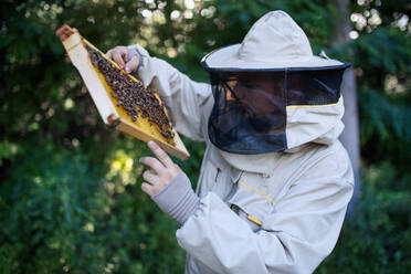 Porträt eines Imkers, der einen Wabenrahmen voller Bienen in einem Bienenhaus hält, bei der Arbeit, - HPIF16689