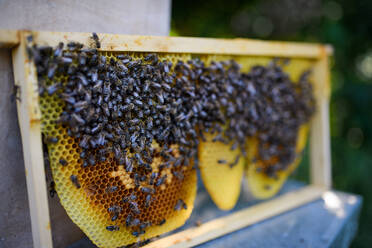 Nahaufnahme eines Wabenrahmens voller Bienen im Bienenhaus. - HPIF16691