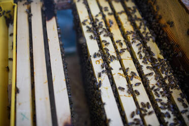 Top view of honeycomb frames with bees in the hive. - HPIF16692