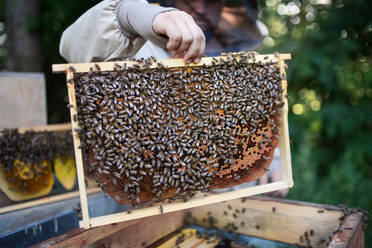 Unbekannter junger Imker, der einen Wabenrahmen voller Bienen in einem Bienenstock hält, bei der Arbeit, - HPIF16694