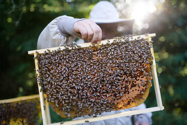 Portrait of man beekeeper holding honeycomb frame full of bees in apiary, working, - HPIF16695