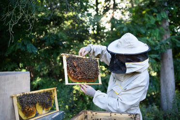 Porträt eines Imkers, der einen Wabenrahmen voller Bienen in einem Bienenhaus hält, bei der Arbeit. - HPIF16696