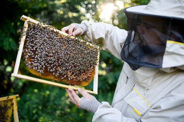 Porträt eines Imkers, der einen Wabenrahmen voller Bienen in einem Bienenhaus hält, bei der Arbeit. - HPIF16697