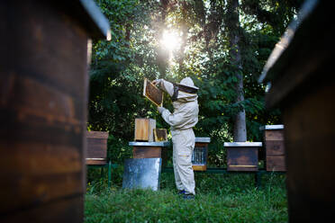 Porträt eines Imkers bei der Arbeit in einem Bienenstock, der einen Bienenräucherofen benutzt. - HPIF16698