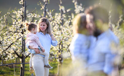 Front view of family with two small children standing outdoors in orchard in spring. - HPIF16709