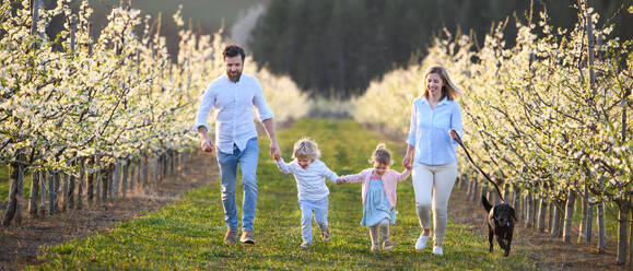 Frontansicht einer Familie mit zwei kleinen Kindern und Hund, die im Frühling im Obstgarten spazieren geht. - HPIF16724