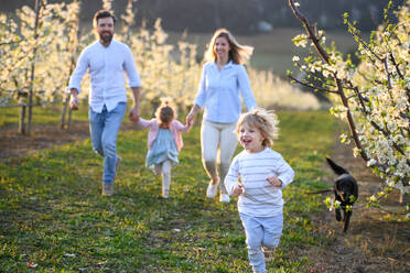 Front view of family with two small children and dog running outdoors in orchard in spring. - HPIF16725