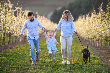 Vorderansicht einer Familie mit kleiner Tochter und Hund beim Spaziergang im Obstgarten im Frühling. - HPIF16726