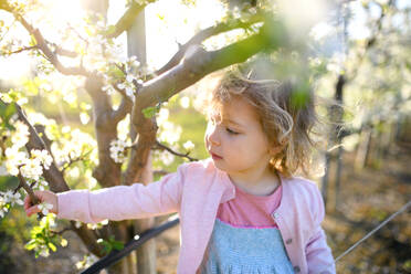 Portrait of small toddler girl standing outdoors in orchard in spring, looking at flowers. - HPIF16741