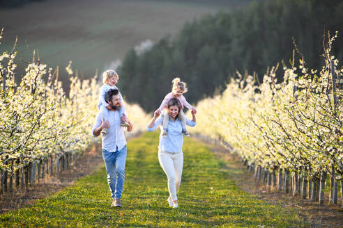 Vorderansicht einer Familie mit zwei kleinen Kindern, die im Frühjahr im Obstgarten spazieren gehen, Huckepack. - HPIF16753