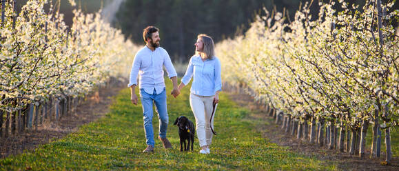 Front view of couple with dog walking outdoors in orchard in spring, holding hands. - HPIF16759