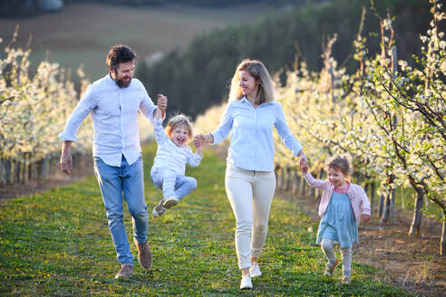 Vorderansicht einer Familie mit zwei kleinen Kindern, die im Frühjahr im Obstgarten herumlaufen. - HPIF16760