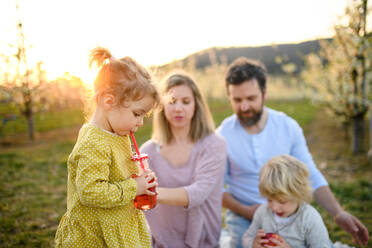Frontansicht einer Familie mit zwei kleinen Kindern beim Picknick im Freien in der frühlingshaften Natur bei Sonnenuntergang. - HPIF16764