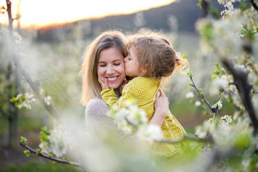 Portrait od mother with small daughter standing outdoors in orchard in spring, kissing. - HPIF16774